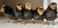 Vorwerk chick TEST