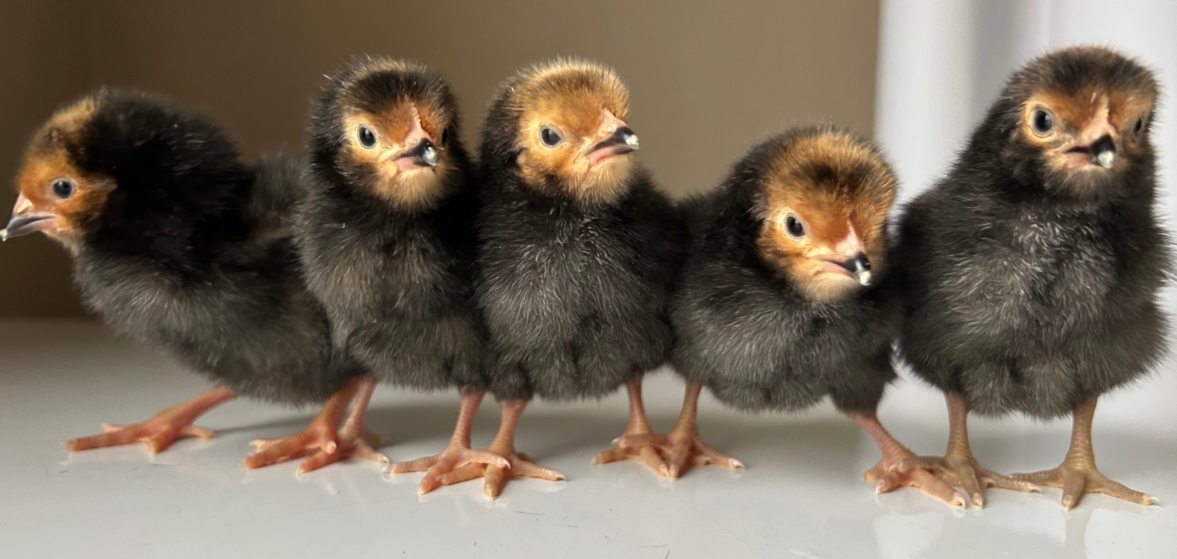Vorwerk chick TEST