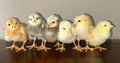 Indio Gigante chick TEST