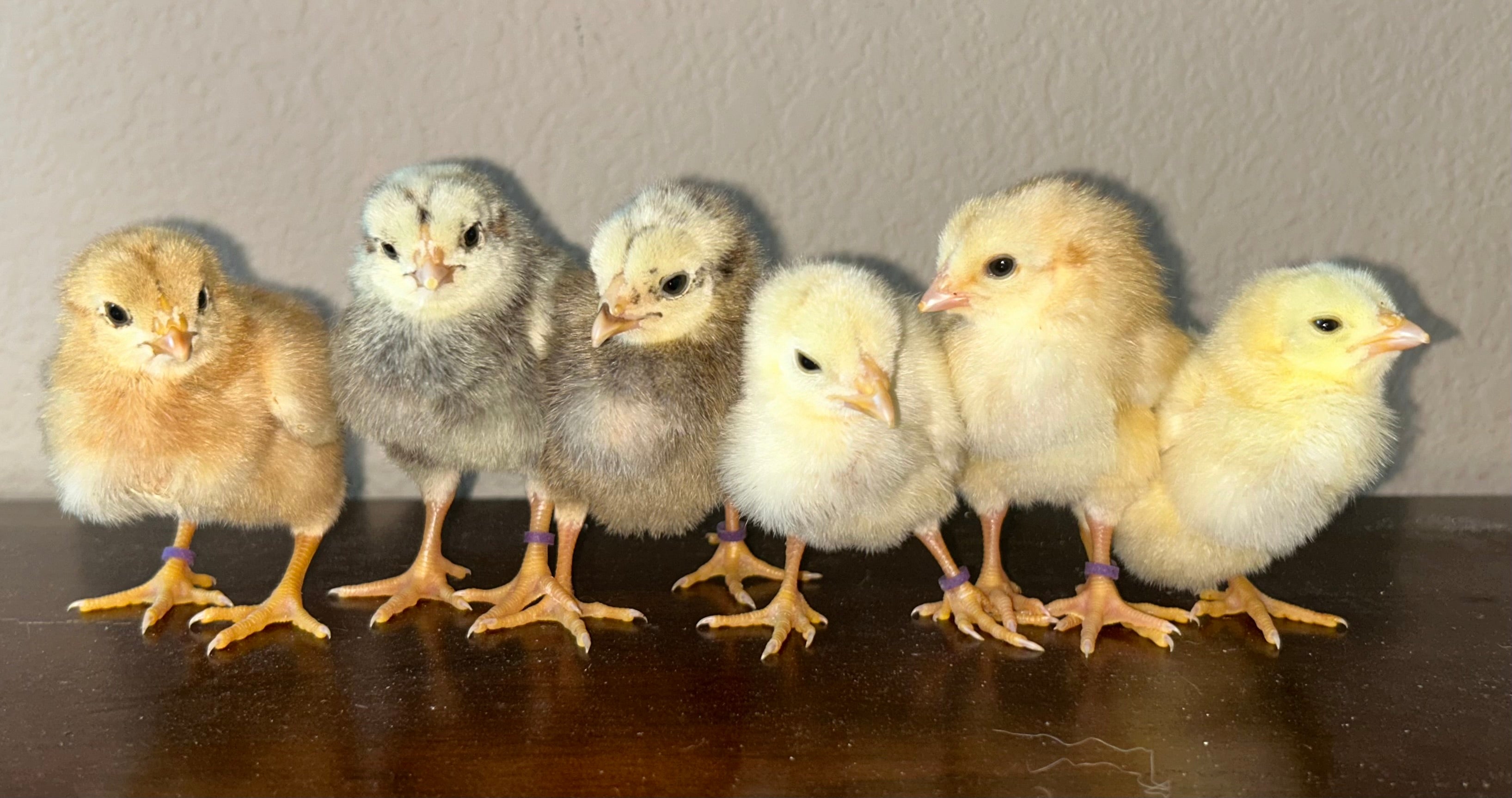 Indio Gigante chick TEST